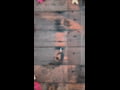 Browning Primal Scalpel Stop Motion