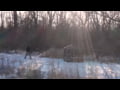 Hawk Octagon Down And Out Blind