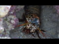 Pentax WG-8 Sample Movie