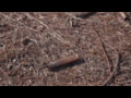 ZeroTech Trace Advanced 5-30x56 Scope: Specs and Features