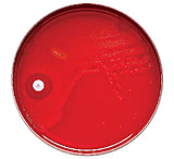 Image of BD Antibiotics and AntimycoticsNorfloxacin to Vancomycin, BD Diagnostics 231047 Taxo P Disks