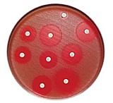 Image of BD BBL Sensi-Disc Antimicrobial Susceptibility Test Discs, BD Diagnostic Systems 231678 Clarithromycin