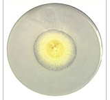 Image of Himedia Laboratories Pikovskayas Agar 500g M520-500G