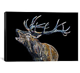 Image of iCanvas Fraser I by Becksy Canvas Print