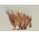 Image of iCanvas Raccoon by Andreas Lie - Canvas Print