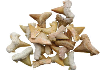 Image of Arrowhead Shark Tooth Fossils 0.5 Inch, Pack of 20, 30333025