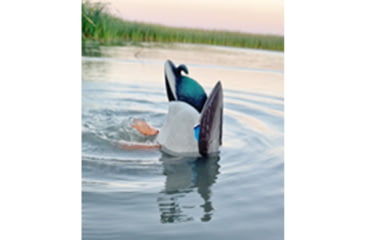 Image of Avian X Power Butt Kicker Mallard Hen, 1410606