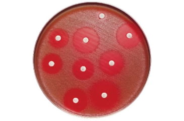 Image of BD Antibiotics and AntimycoticsNorfloxacin to Vancomycin, BD Diagnostics 231344 Tetracycline, 30 ug