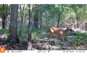 Image of Bushnell Dual Core Trail Camera, 30MP, Low Glow, Box, Treebark, Camo, 119975C