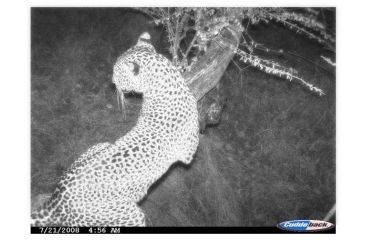 Image of Photo taken with the Cuddeback Capture IR