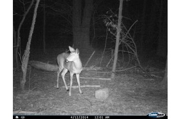 Image of Cuddeback C2 Long Range Video Camera 20 MP Brown