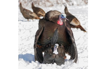 Image of Dave Smith Decoys 3/4 Strut Jake Decoy