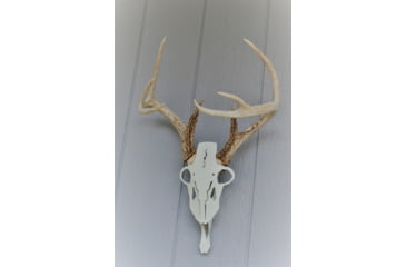 Image of Dead Deer Bonehead Mount, White, EBAM8