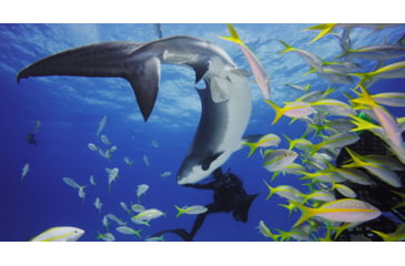 Image of GoPro Super Suit for HERO7/HERO6/HERO5, Clear, AADIV-001