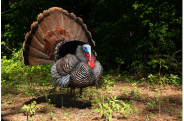 Image of Higdon Outdoors APEX Strutter Hard Body Turkey, Lifesize, 63148