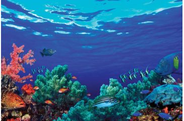 Image of iCanvas Underwater Coral Reef Community by Panoramic Images Canvas Print, Multi, 18x12 PIM10565-1PC3-18x12