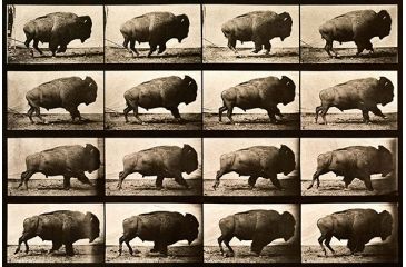 Image of iCanvas Buffalo Running, Animal Locomotion Plate 700 Canvas Print, Multi, 40x26x0.75 PCA459-1PC3-40x26