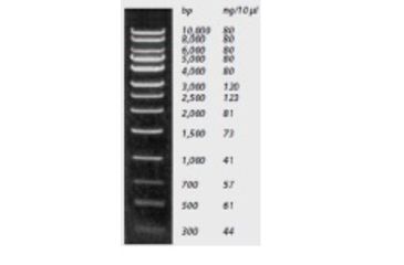 Image of Labnet Enduro Molecular Weight Markers 1Kb DNA Ladder R1000-1KB