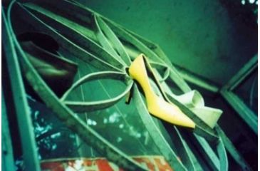 Image of Fun with Color Splash