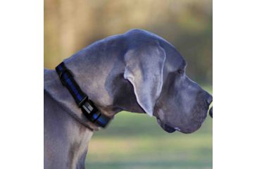 Image of Thin Blue Line Dog Collar, Thin Blue Line - TBL-BB-CR-MEDIUM