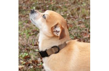 Image of United States Tactical K9 Flashbang Collar, Coyote, UST-K9C00302