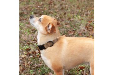 Image of United States Tactical K9 Flashbang Collar, Coyote, UST-K9C00302