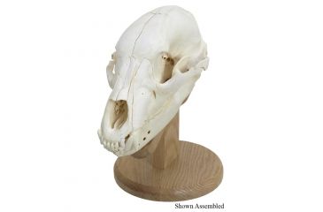 Image of Walnut Hollow Skull Mounting, Kit Solid Oak 38326