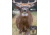 .30-06 Outdoors Whitetail Paper Target
