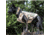221B Tactical Titan Vest - K-9 Harness w/ Level IIIA K-9 Body Armor, Desert Tan, TTNV-WA-DTT