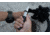 Al Mar Knives S.E.R.E. Operator 40 Fixed Blade Knife, 4in, D2, G10 Handle, Black, AMK5101