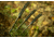 Al Mar Knives Ultralight Talon Folding Blade Knife, 2.75 in, 8 Cr Traditional Edge, Black, AMK4122