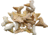 Arrowhead Shark Tooth Fossils 0.5 Inch, Pack of 20, 30333025