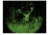 ATN Night Raven 2 Night Vision Binoculars