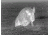 Thor320-4.5x 336x256, 50mm, 60Hz, 17 Micron Thermal Weapon Sight