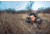 ATN X-Sight 5 LRF 3-15x UHD Smart Day/Night Hunting Rifle Scope, 30mm Tube w/ Gen 5 Sensor, Multiple Patterns &amp; Color Options Reticle, Black, DGWSXS3155LRF
