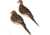 Avian X AXP Full Body Dove Decoys