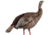 Avian X HDR Hen Decoy, Synthetic, AVXAVX8106