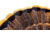 Avian X HDR Strutter Decoy, Synthetic, AVXAVX8108