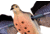 Avian X Powerflight Robo Dove Decoy with Spinning Wings, AVXAVXDP102
