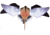 Avian X Powerflight Robo Dove Decoy with Spinning Wings, AVXAVXDP102