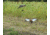 Avian X Powerflight Robo Dove Decoy with Spinning Wings, AVXAVXDP102