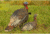 Avian X Rio Lookout Jake/Hen Combo Decoy, AVX-AVX8010