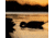 Avian X Topflight Pintails Decoy, AVX-AVX8082