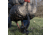Avian X X-Factor Decoy Motion System, Black, AVX-XFDMS