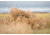 Banded Axe Combo Boat/Shore Blind - Regular, B08691