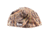 Banded UFS Fleece Beanie - Blades, B03448