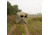 Barronett Blinds Foursight Ground Hunting Blind, Crater Thrive, 3-Person, FRS400CT