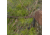 Barronett Blinds Gamekeeper Memory Maker 5 Hub Hunting Blind, Mossy Oak Original Treestand Camo, 4-Person, GK550BLT