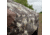 Barronett Blinds Ox 5 Hunting Blind, Crator Core Camo, 012642022319