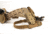 Blue Force Gear CHLK Belt Drop Holster Hanger, Leg Strap, Coyote Brown, HANGER-LEGSTRAP-100-CB
